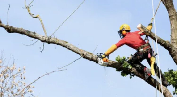 Tree Trimming Service