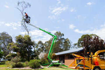 tree trimming